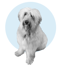 chien_image_icon